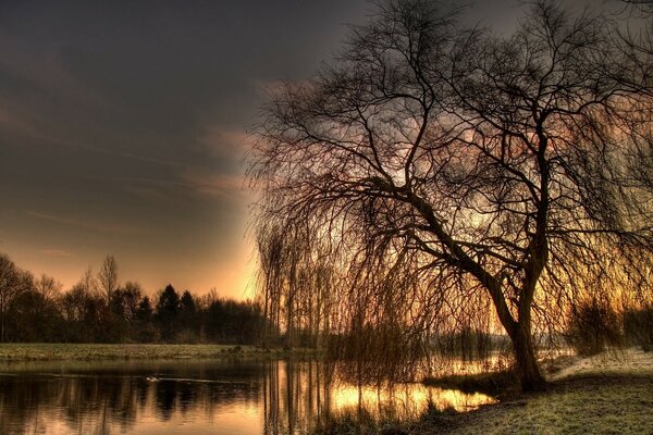 A weeping willow bent over the river