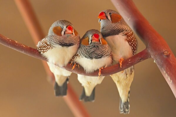 Beautiful birds are sitting on a tree