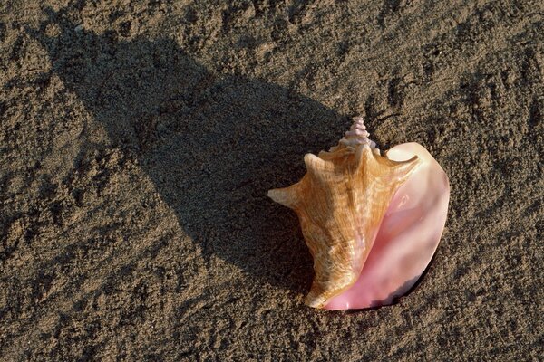 Ombra di una conchiglia in riva al mare