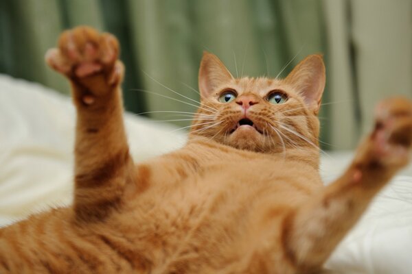 El gato rojo está muy sorprendido