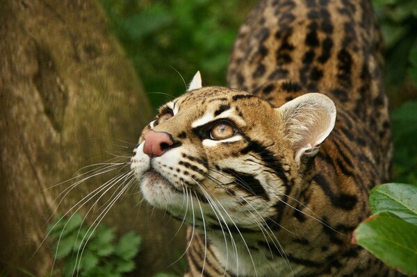 Schöne Wildkatze in der Natur