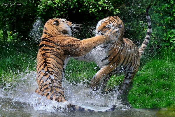Two wild tigers fight in the water