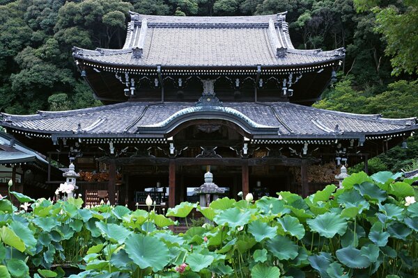 A temple in a dense forest in Japan