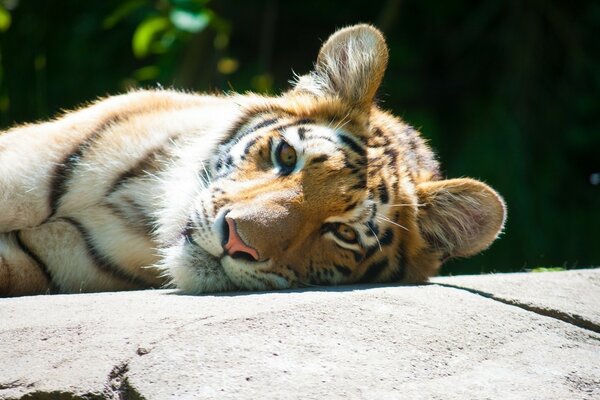 Ein wilder Tiger liegt auf einem Stein