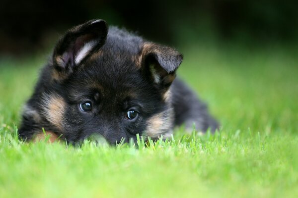 Chiot mignon de berger se trouve sur l herbe