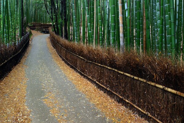 Un bosque de bambú en algún lugar de China