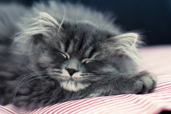 Grey fluffy cat is sleeping sweetly