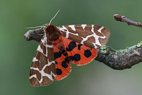 Piękny motyl siedzący na gałęzi