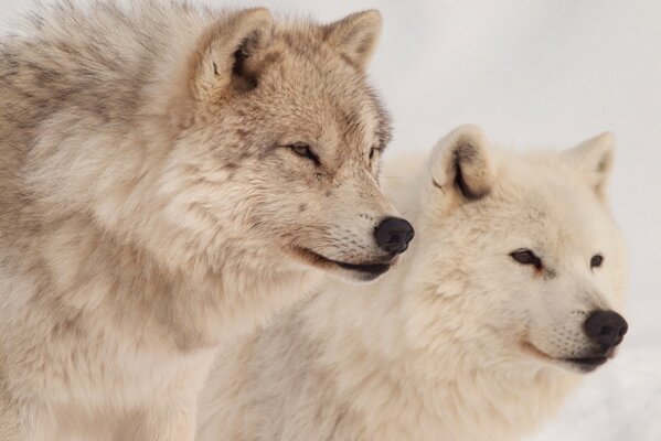 Lobos sanitarios depredadores peligrosos