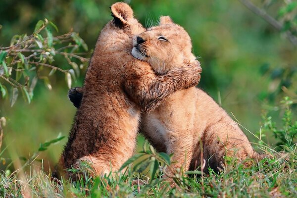 Two little lion cubs hug