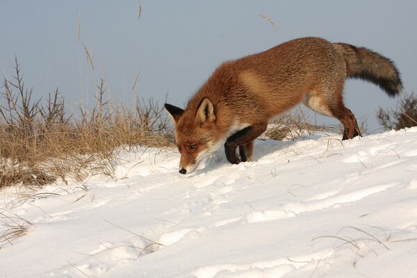 Beautiful winter , fox feeling prey in the snow