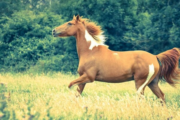 Ein schönes Pferd reitet auf einer Lichtung