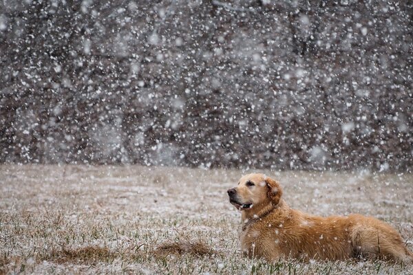A dog in a field in the snow