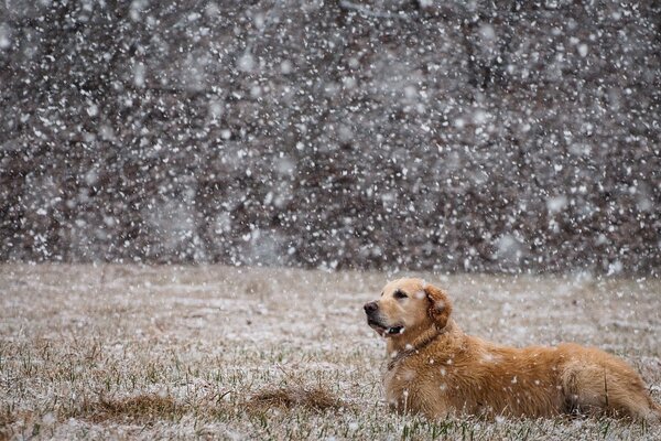 Cane in un campo sulla neve