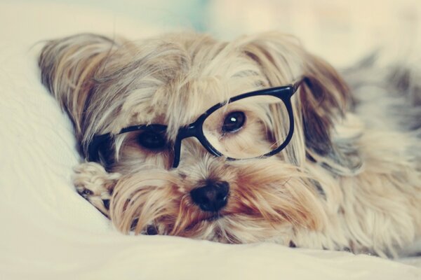 Yorkshire Terrier liegt mit Brille