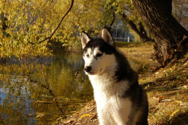 A man s friend. Husky on the shore