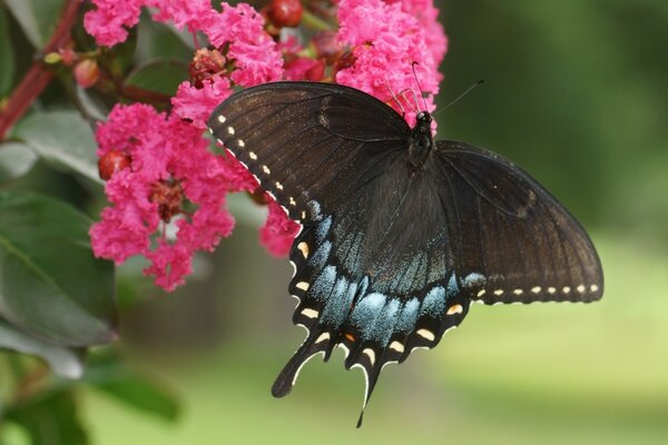 A butterfly sits on a pink cap