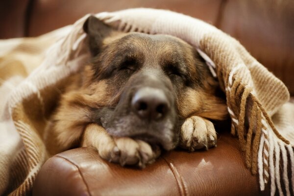 German Shepherd sleeps under a blanket