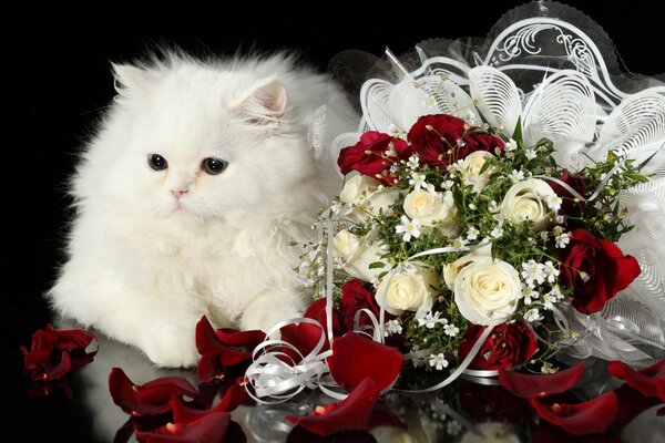 Image d un chat blanc à côté d un bouquet de roses sur fond noir