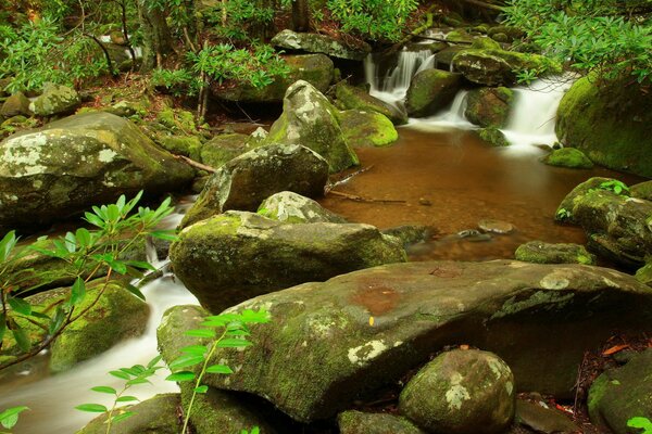 Cascada sin prisas en un bosque sombreado