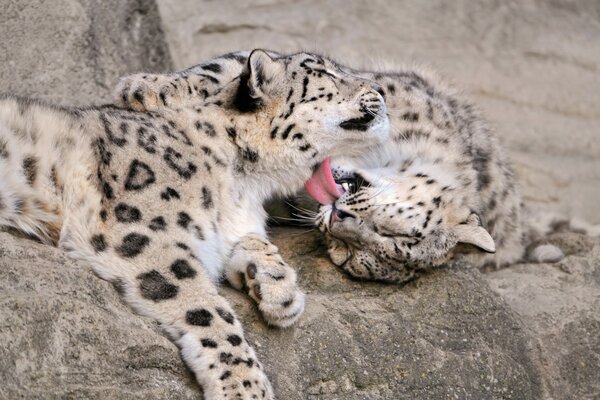 Wild cats cubs are lying