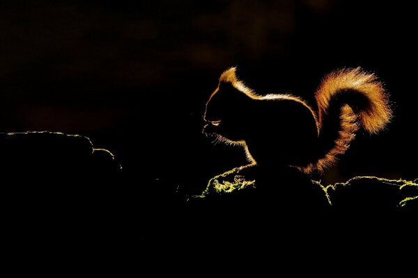 Silhouette di uno scoiattolo su uno sfondo scuro nei raggi di luce