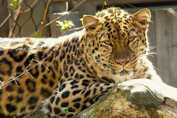 The leopard is lying in nature