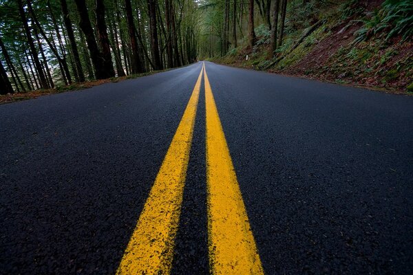 Marquage sur la route dans la forêt verte