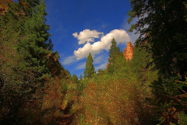 Grüner Weg in den blauen Himmel