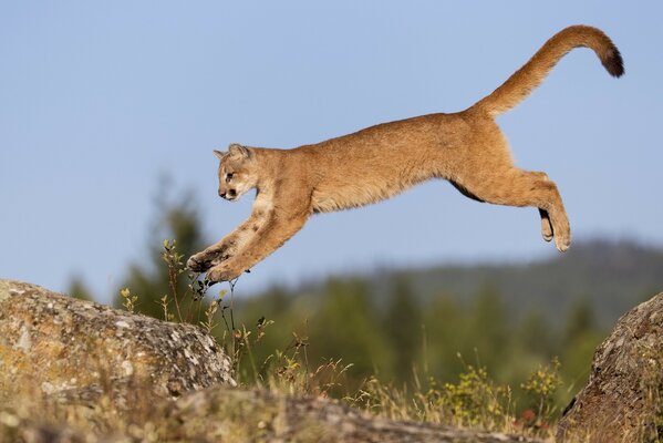 Bellissimo salto dal gatto