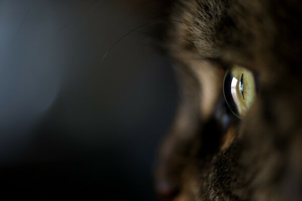 Как выглядит кошачий глаз