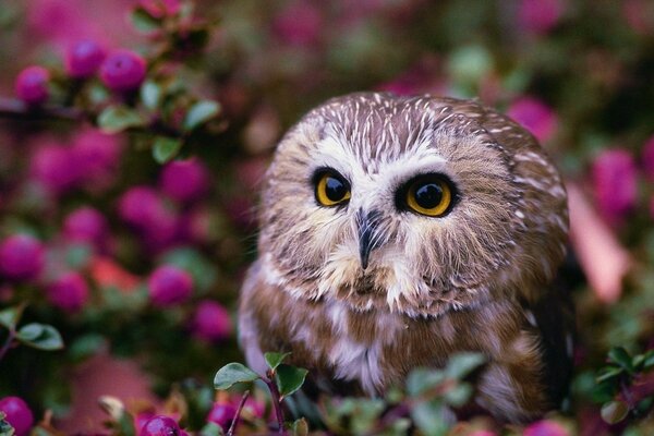 Hibou arbre fleurs