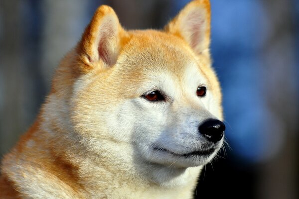 Lindo perro cansado