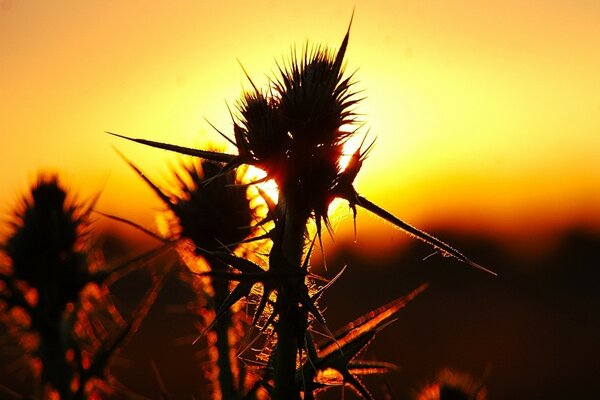 Macro shooting of grass with thorns at sunset
