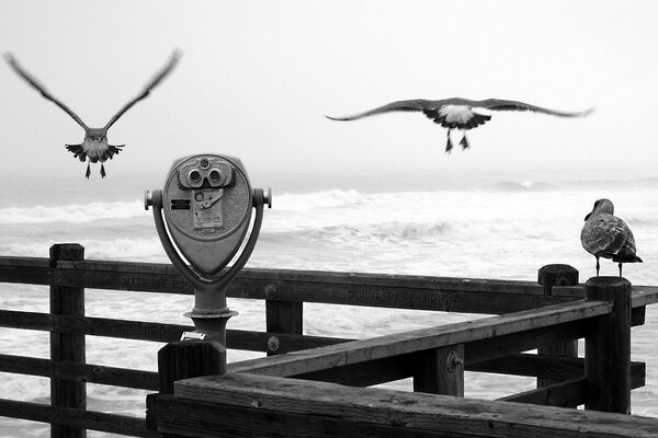 Black and white pier with seagulls