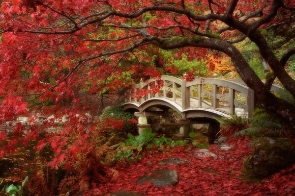 Ponte curvo nel giardino giapponese autunnale