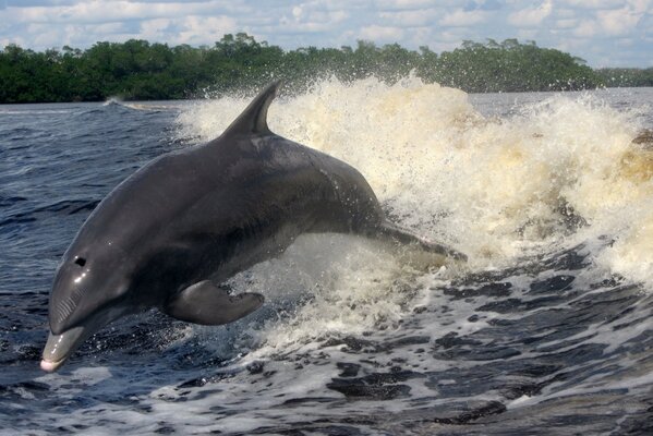 Un dauphin saute des vagues de la mer