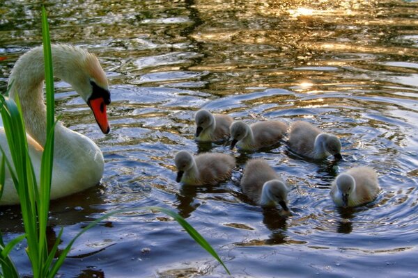 Grass for swan chicks