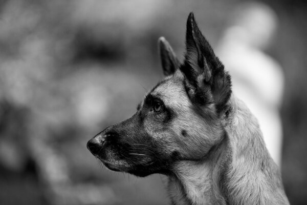 Black and white photo of a shepherd dog