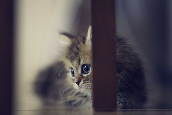 A small cat, sitting under a chair