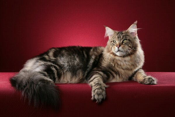 Le chat de race Maine Coon à l exposition