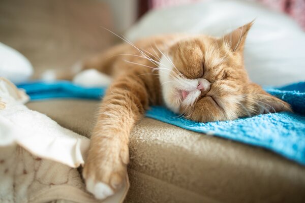 A red-haired cat sleeps on the couch