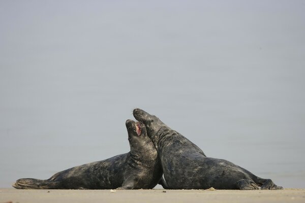 Two seals love each other