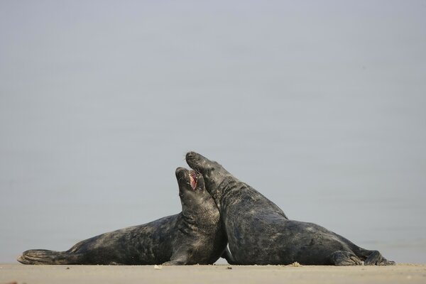 Два тюленя любят друг друга