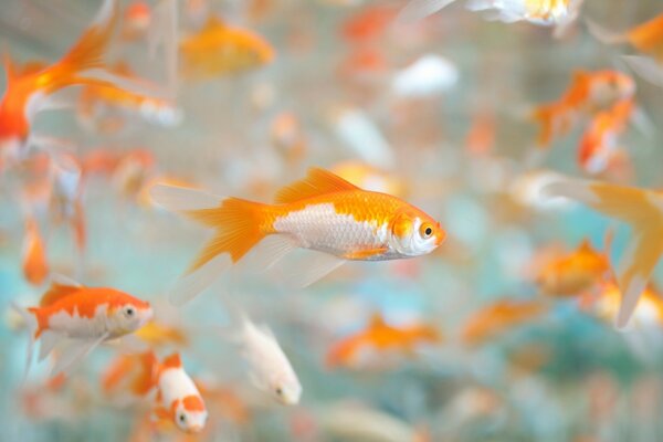 Acuario agua peces bokeh