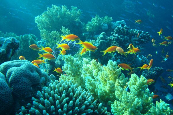 Рыба плавает среди кораллов