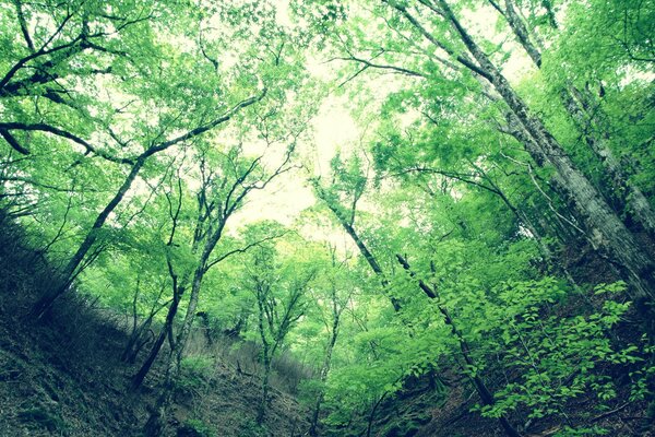 Der Himmel aus einer Schlucht im grünen Wald