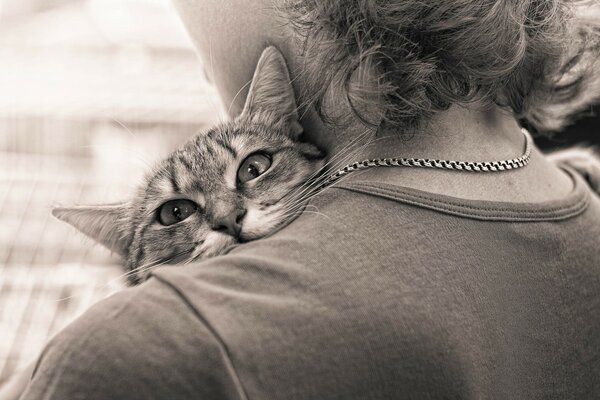 The cat hugs his mistress