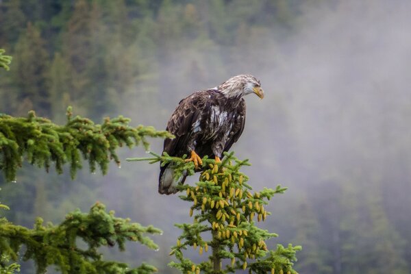 Oiseau sur une branche d épinette parsemée de cônes