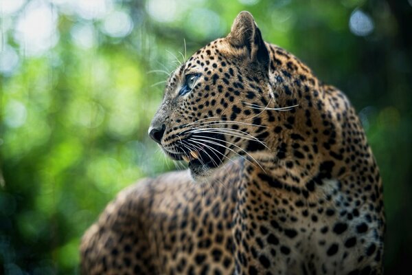 Hermoso leopardo mirando en la distancia